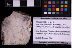 Foto (Objekt + Etiketten) von Juracrista costaspinosa (Robins et al., 2011) (NHMW-GEO-1990-0041-0481)